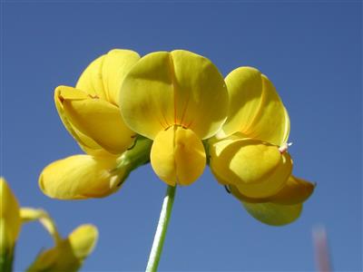 Laboratoire d'expertise et de diagnostic en phytoprotection - MAPAQ