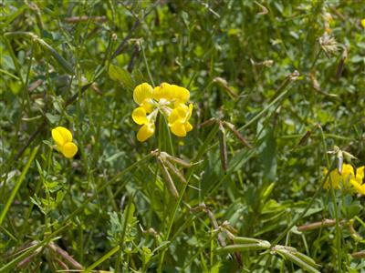 Laboratoire d'expertise et de diagnostic en phytoprotection - MAPAQ