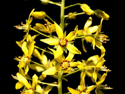 Laboratoire d'expertise et de diagnostic en phytoprotection - MAPAQ
