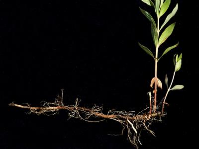 Laboratoire d'expertise et de diagnostic en phytoprotection - MAPAQ
