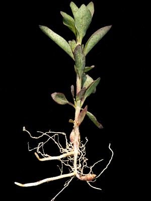 Laboratoire d'expertise et de diagnostic en phytoprotection - MAPAQ