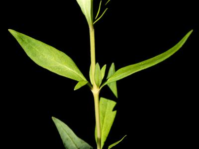 Laboratoire d'expertise et de diagnostic en phytoprotection - MAPAQ