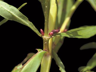 Laboratoire d'expertise et de diagnostic en phytoprotection - MAPAQ