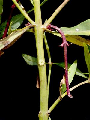 Laboratoire d'expertise et de diagnostic en phytoprotection - MAPAQ