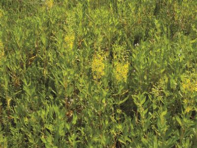Laboratoire d'expertise et de diagnostic en phytoprotection - MAPAQ