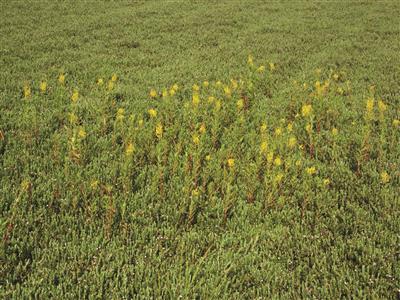 Laboratoire d'expertise et de diagnostic en phytoprotection - MAPAQ