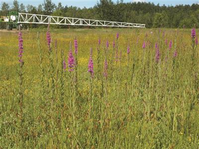 Laboratoire d'expertise et de diagnostic en phytoprotection - MAPAQ