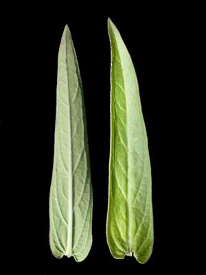Laboratoire d'expertise et de diagnostic en phytoprotection - MAPAQ
