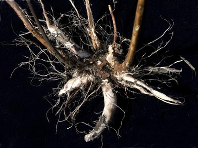 Laboratoire d'expertise et de diagnostic en phytoprotection - MAPAQ