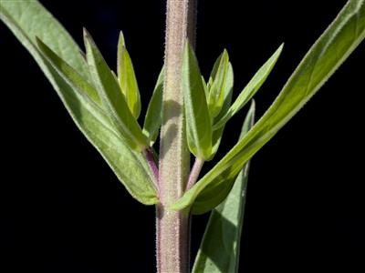 Laboratoire d'expertise et de diagnostic en phytoprotection - MAPAQ