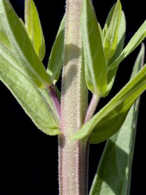 Laboratoire d'expertise et de diagnostic en phytoprotection - MAPAQ