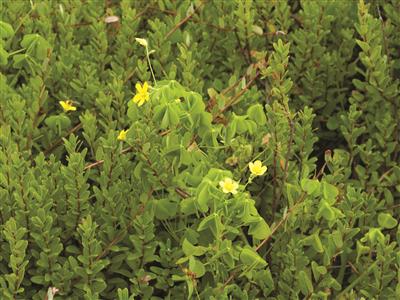 Laboratoire d'expertise et de diagnostic en phytoprotection - MAPAQ