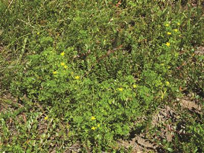 Laboratoire d'expertise et de diagnostic en phytoprotection - MAPAQ