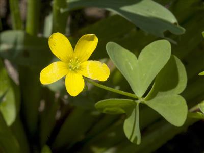Laboratoire d'expertise et de diagnostic en phytoprotection - MAPAQ