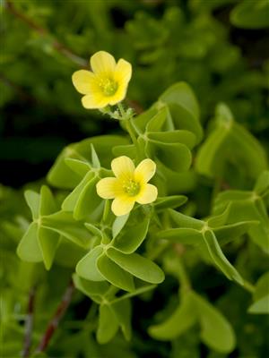 Laboratoire d'expertise et de diagnostic en phytoprotection - MAPAQ