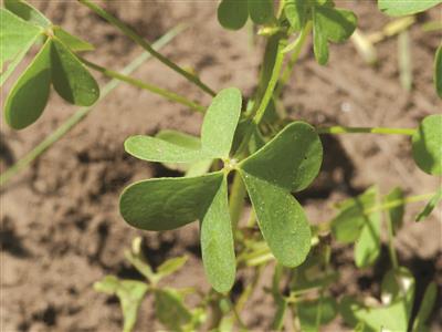 Laboratoire d'expertise et de diagnostic en phytoprotection - MAPAQ