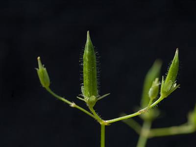Laboratoire d'expertise et de diagnostic en phytoprotection - MAPAQ