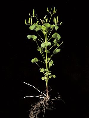 Laboratoire d'expertise et de diagnostic en phytoprotection - MAPAQ