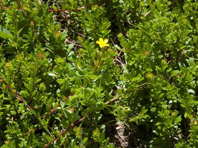 Laboratoire d'expertise et de diagnostic en phytoprotection - MAPAQ