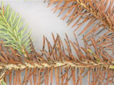 Laboratoire d'expertise et de diagnostic en phytoprotection - MAPAQ