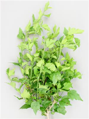 Laboratoire d'expertise et de diagnostic en phytoprotection - MAPAQ