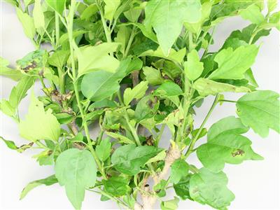Laboratoire d'expertise et de diagnostic en phytoprotection - MAPAQ