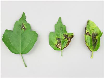 Laboratoire d'expertise et de diagnostic en phytoprotection - MAPAQ