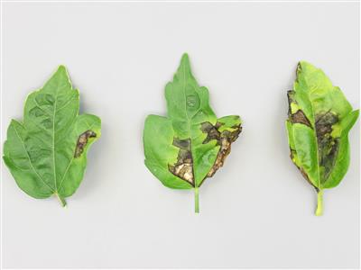 Laboratoire d'expertise et de diagnostic en phytoprotection - MAPAQ