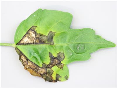 Laboratoire d'expertise et de diagnostic en phytoprotection - MAPAQ