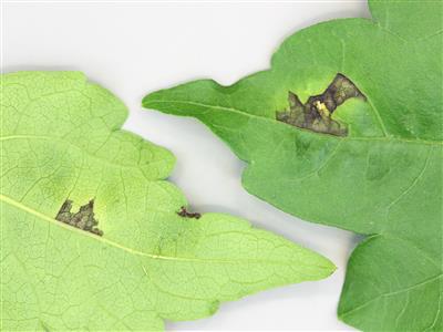 Laboratoire d'expertise et de diagnostic en phytoprotection - MAPAQ