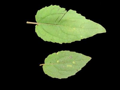 Laboratoire d'expertise et de diagnostic en phytoprotection - MAPAQ