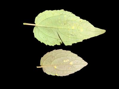 Laboratoire d'expertise et de diagnostic en phytoprotection - MAPAQ