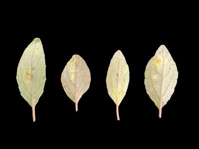 Laboratoire d'expertise et de diagnostic en phytoprotection - MAPAQ