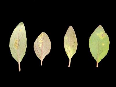 Laboratoire d'expertise et de diagnostic en phytoprotection - MAPAQ