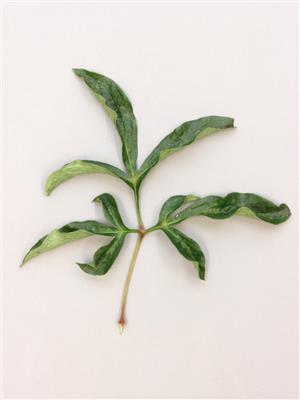 Laboratoire d'expertise et de diagnostic en phytoprotection - MAPAQ