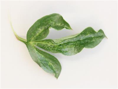 Laboratoire d'expertise et de diagnostic en phytoprotection - MAPAQ