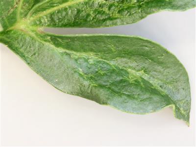 Laboratoire d'expertise et de diagnostic en phytoprotection - MAPAQ