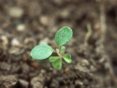 Laboratoire d'expertise et de diagnostic en phytoprotection - MAPAQ