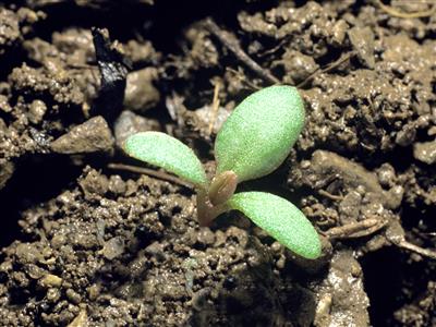 Laboratoire d'expertise et de diagnostic en phytoprotection - MAPAQ