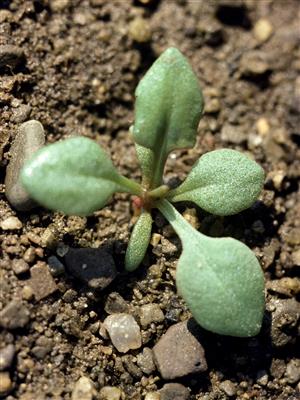 Laboratoire d'expertise et de diagnostic en phytoprotection - MAPAQ