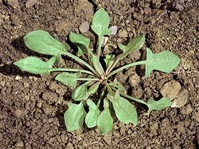 Laboratoire d'expertise et de diagnostic en phytoprotection - MAPAQ