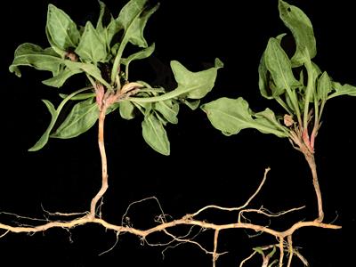 Laboratoire d'expertise et de diagnostic en phytoprotection - MAPAQ