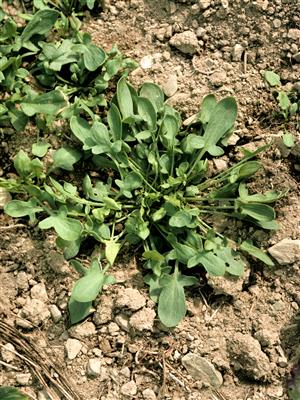 Laboratoire d'expertise et de diagnostic en phytoprotection - MAPAQ