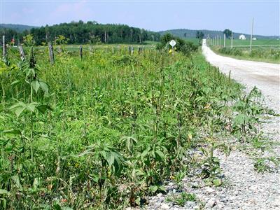 Laboratoire d'expertise et de diagnostic en phytoprotection - MAPAQ