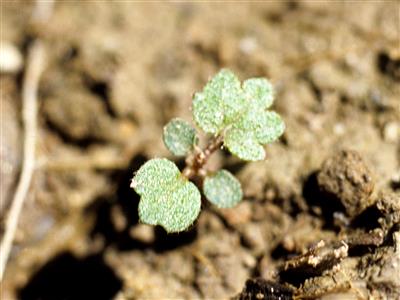 Laboratoire d'expertise et de diagnostic en phytoprotection - MAPAQ