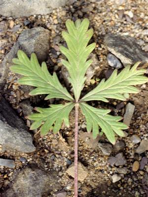 Laboratoire d'expertise et de diagnostic en phytoprotection - MAPAQ
