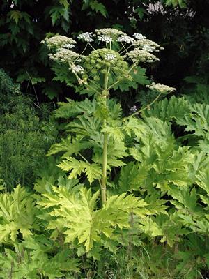 Laboratoire d'expertise et de diagnostic en phytoprotection - MAPAQ