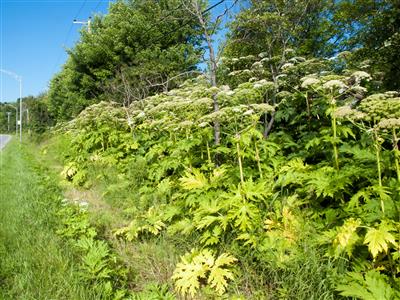 Laboratoire d'expertise et de diagnostic en phytoprotection - MAPAQ