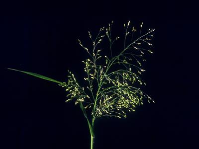 Laboratoire d'expertise et de diagnostic en phytoprotection - MAPAQ