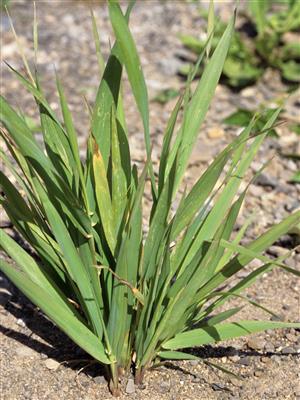 Laboratoire d'expertise et de diagnostic en phytoprotection - MAPAQ